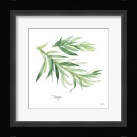Tarragon Framed Print