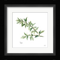 Thyme Framed Print