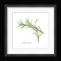 Variegated Rosemary Framed Print