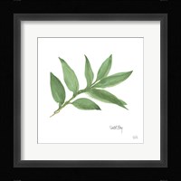 Sweet Bay Framed Print