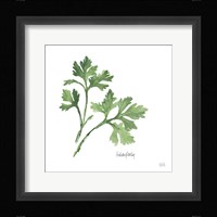 Italian Parsley Fine Art Print