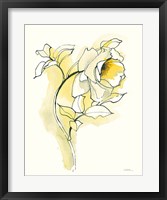 Carols Roses III Framed Print