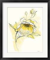 Carols Roses V Framed Print