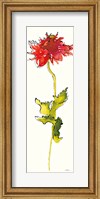 Peony Form Poppies III Fine Art Print
