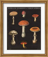 Mushroom Chart III Fine Art Print
