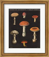 Mushroom Chart III Fine Art Print