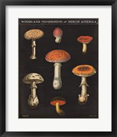 Mushroom Chart III Framed Print