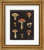 Mushroom Chart II Fine Art Print