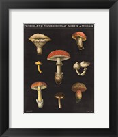 Mushroom Chart II Fine Art Print