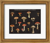 Mushroom Chart I Fine Art Print