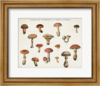 Mushroom Chart I light Fine Art Print