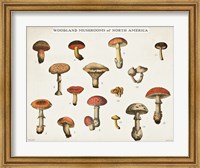 Mushroom Chart I light Fine Art Print