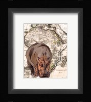 African Hippo Framed Print