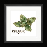 Oregano Fine Art Print