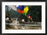 Mule train on trail to Namche Bazaar, Larja Bridge, Khumbu, Nepal Fine Art Print