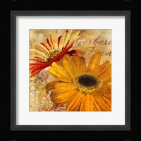 Golden Gerbera II Framed Print