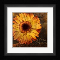 Golden Gerbera III Framed Print
