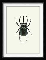 Beetle Black Fine Art Print