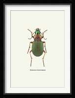 Beetle Green Fine Art Print