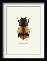 Beetle Orange Fine Art Print
