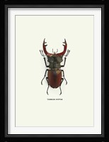 Beetle Red Fine Art Print