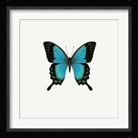 Blue Butterfly Framed Print