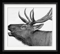Deer Fine Art Print