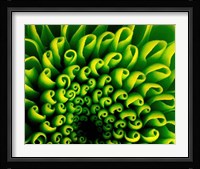 Green Design 1 Fine Art Print