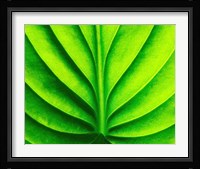 Green Design 2 Framed Print