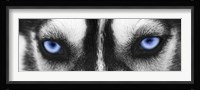 Husky Framed Print