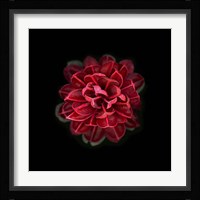 In Red Fine Art Print