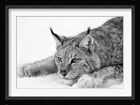 Lynx 1 Fine Art Print