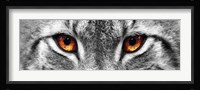 Lynx Framed Print