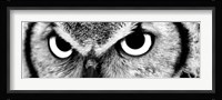 Owl Framed Print