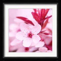 Pink Blossom 1 Fine Art Print