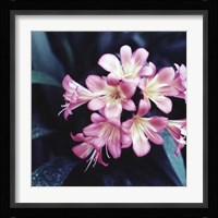 Pink Blossom 2 Fine Art Print