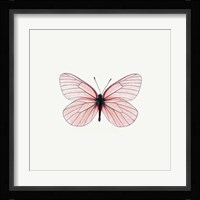 Pink Butterfly Framed Print