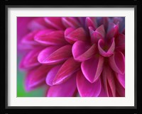 Pink Chrysanthemum Fine Art Print