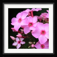 Pink Flowers 1 Fine Art Print