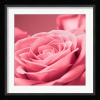 Pink Rose 1 Fine Art Print