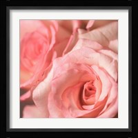Pink Rose 2 Fine Art Print