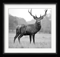 Proud Deer Fine Art Print