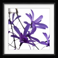 Purple Blossom I Fine Art Print