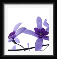 Purple Blossom II Fine Art Print