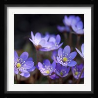Purple Flowers 1 Fine Art Print