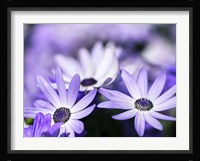 Purple Flowers 3 Fine Art Print