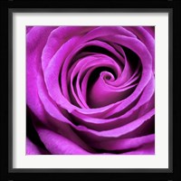 Purple Rose Fine Art Print