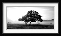 Solemn Tree Fine Art Print