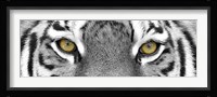 Tiger Panel Framed Print