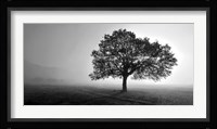 Tree in Mist Fine Art Print